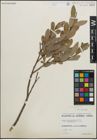 Foto von Salix pedicellaris Pursh